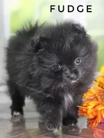 Black Fluff Ball - Fudge - Tiny -Charting 4.5-5lbs, a male Pomeranian for sale in Whitwell, TN – 8 of 10