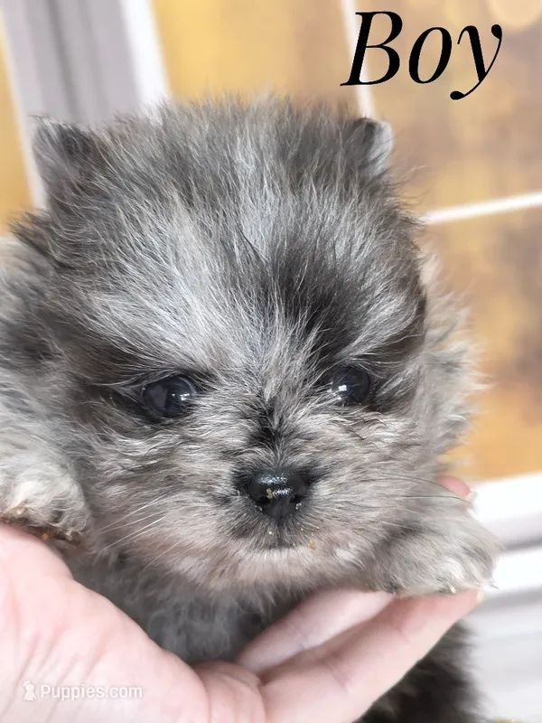 Zara's Tiny Boy - Blue Merle – Pomeranian puppy for sale in Whitwell, TN
