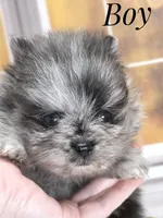 Zara's Tiny Boy - Blue Merle, a male Pomeranian for sale in Whitwell, TN – 2 of 5