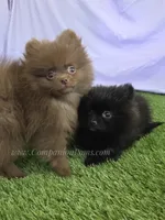 Teacup - Great w/Kids!, a male Pomeranian for sale in Whitwell, TN – Photo 2 of 10