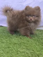 Teacup - Great w/Kids!, a male Pomeranian for sale in Whitwell, TN – Photo 5 of 10