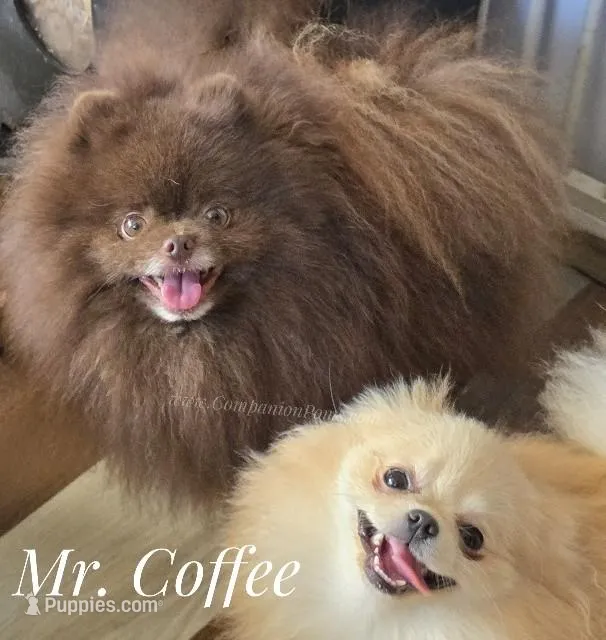 Coffee  Junior – Pomeranian puppy for sale in Whitwell, TN
