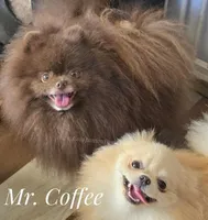 Coffee  Junior, a male Pomeranian for sale in Whitwell, TN – Photo 1 of 7