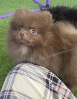 Coffee  Junior, a male Pomeranian for sale in Whitwell, TN – Photo 6 of 7