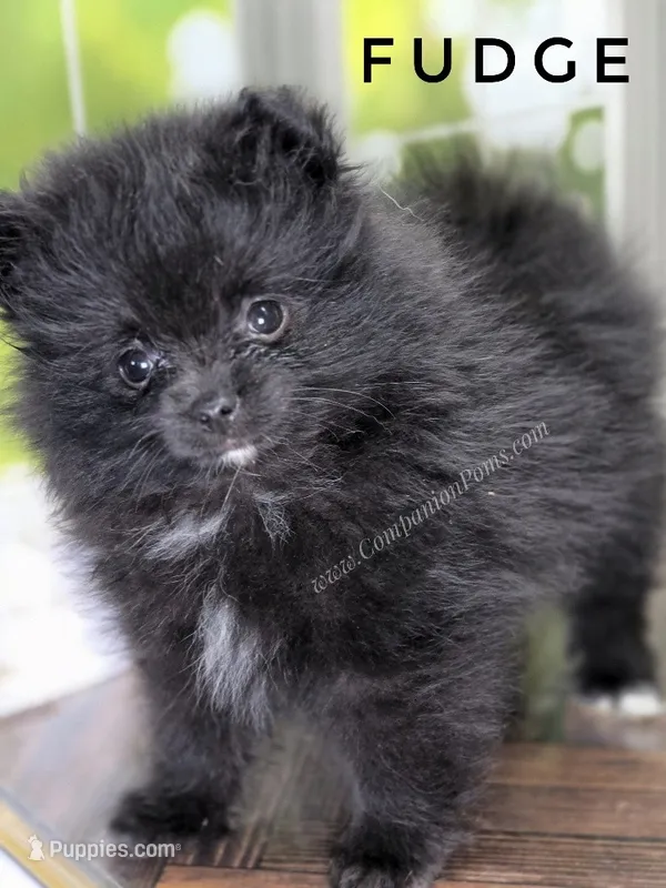 C Video -  Excellent with kids - Fudge – Pomeranian puppy for sale in Whitwell, TN