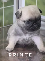 Prince - Tiny Boy - Ch Sired, a male Pug for sale in Whitwell, TN – 3 of 7