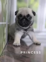Princess - Ch Sired!, a female Pug for sale in Whitwell, TN – 9 of 9