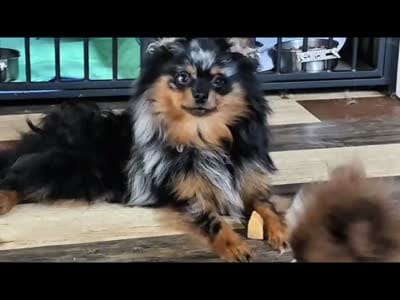 LOYAL! - Timber -Would be a great ESA Dog, a male Pomeranian for sale in Whitwell, TN – 10 of 10