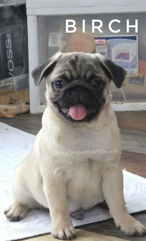 Birch - CH lines – Pug puppy for sale in Whitwell, TN