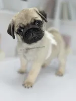 Birch, a  Pug for sale in Whitwell, TN – Photo 3 of 9