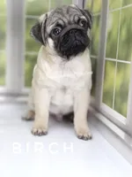 Birch - CH lines, a  Pug for sale in Whitwell, TN – Photo 4 of 7