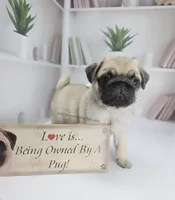 Birch, a  Pug for sale in Whitwell, TN – Photo 5 of 9