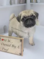 Birch, a  Pug for sale in Whitwell, TN – Photo 2 of 9