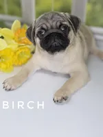 Birch - CH lines, a  Pug for sale in Whitwell, TN – Photo 7 of 7
