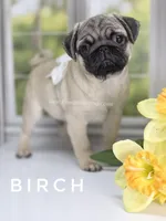 Birch - CH lines, a  Pug for sale in Whitwell, TN – Photo 2 of 7