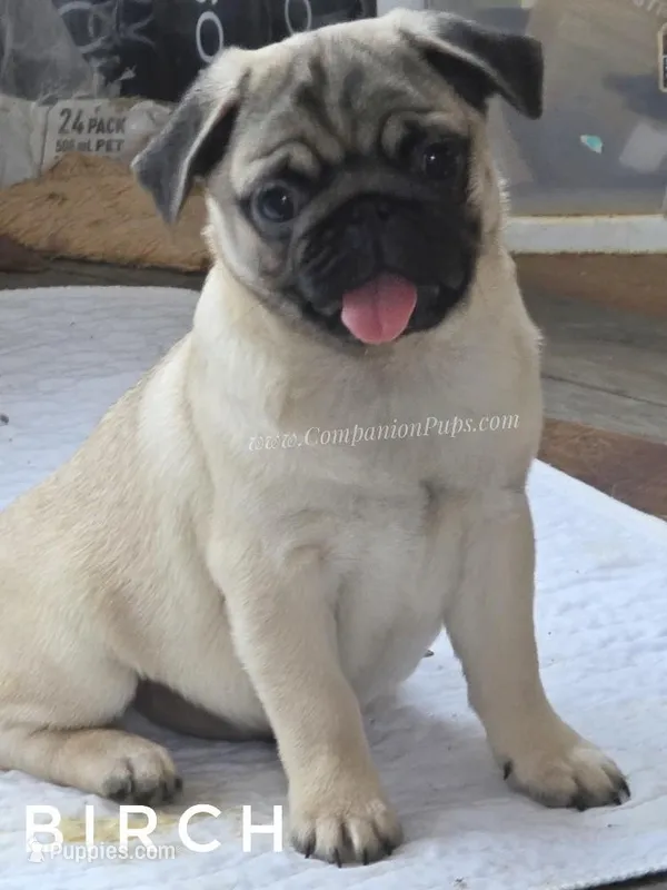 Birch - CH lines – Pug puppy for sale in Whitwell, TN