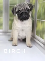 Birch - CH lines, a  Pug for sale in Whitwell, TN – Photo 3 of 7