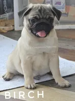 Birch - Grand CH Lines!, a  Pug for sale in Whitwell, TN – Photo 5 of 5