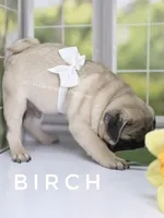 Birch - CH lines, a  Pug for sale in Whitwell, TN – Photo 5 of 7