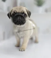 Birch, a  Pug for sale in Whitwell, TN – Photo 7 of 9