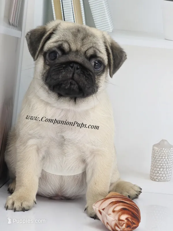 Birch – Pug puppy for sale in Whitwell, TN