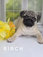 Birch - CH lines, a  Pug for sale in Whitwell, TN – Photo 1 of 7