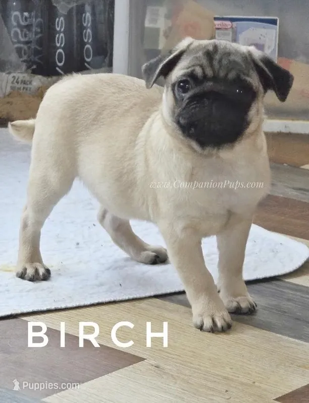 Birch - Grand CH Lines! – Pug puppy for sale in Whitwell, TN