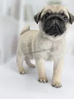 Birch, a  Pug for sale in Whitwell, TN – Photo 4 of 9