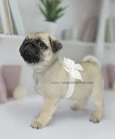 Birch, a  Pug for sale in Whitwell, TN – Photo 8 of 9