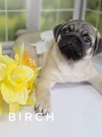 Birch - CH lines, a  Pug for sale in Whitwell, TN – Photo 6 of 7