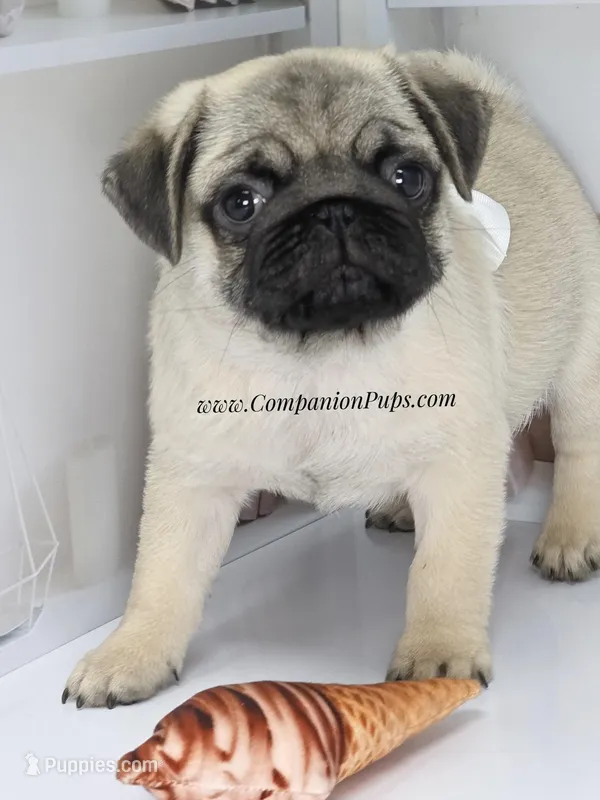 Birch – Pug puppy for sale in Whitwell, TN