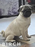 Birch - Grand CH Lines!, a  Pug for sale in Whitwell, TN – Photo 4 of 5