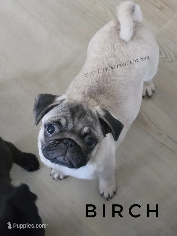 Birch - Grand CH Lines! – Pug puppy for sale in Whitwell, TN