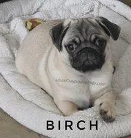 C Video Birch - Grand CH Lines!, a  Pug for sale in Whitwell, TN – 5 of 8
