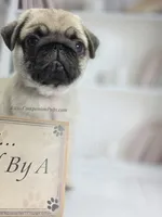 Birch, a  Pug for sale in Whitwell, TN – Photo 6 of 9