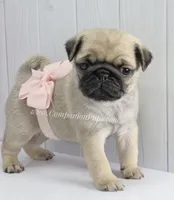 Pink Bow, a female Pug for sale in Whitwell, TN – Photo 5 of 7