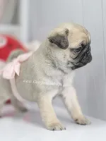 Pink Bow, a female Pug for sale in Whitwell, TN – Photo 4 of 7