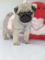 Pink Bow, a female Pug for sale in Whitwell, TN – Photo 2 of 7