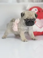 Pink Bow, a female Pug for sale in Whitwell, TN – Photo 7 of 7