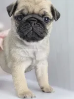 Pink Bow, a female Pug for sale in Whitwell, TN – Photo 3 of 7