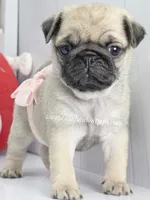 Pink Bow, a female Pug for sale in Whitwell, TN – Photo 6 of 7