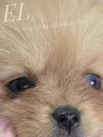 Elle - CH Sired! Blue Eye!, a female Pomeranian for sale in Whitwell, TN – Photo 3 of 6