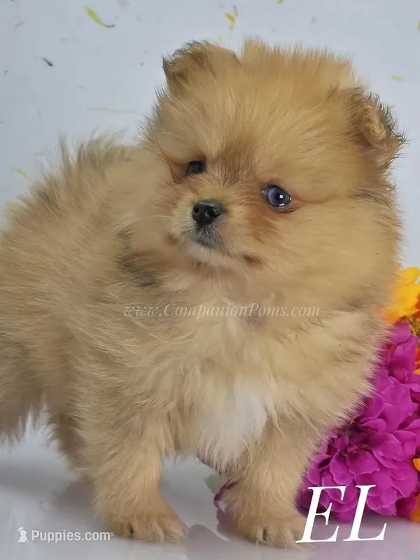 Elle - CH Sired! Blue Eye! – Pomeranian puppy for sale in Whitwell, TN
