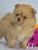 Elle - CH Sired! Blue Eye!, a female Pomeranian for sale in Whitwell, TN – Photo 5 of 6