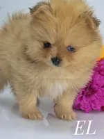 Elle - CH Sired! Blue Eye!, a female Pomeranian for sale in Whitwell, TN – Photo 4 of 6