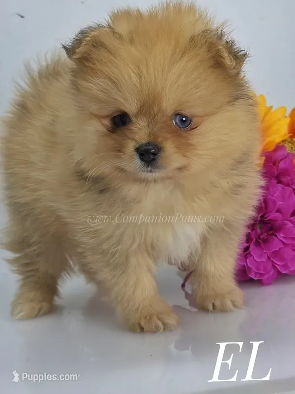 Elle - CH Sired! Blue Eye!, a female Pomeranian for sale in Whitwell, TN – Photo 1 of 6