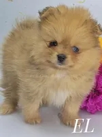 Elle - CH Sired! Blue Eye!, a female Pomeranian for sale in Whitwell, TN – Photo 2 of 6