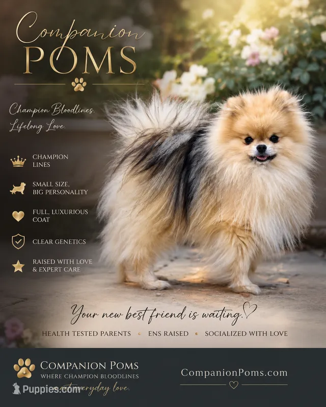 Chai - Tiny Pom Boy - Great Travel Companion – Pomeranian puppy for sale in Whitwell, TN