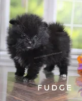 C Video -  Always has Happy Tail - Fudge, a male Pomeranian for sale in Whitwell, TN – 3 of 10