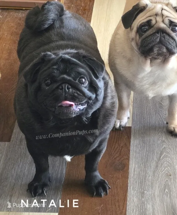 💕 Natalie – Gorgeous Fawn Female Pug • Champion-Filled Pedigree! – Pug puppy for sale in Whitwell, TN